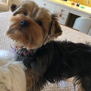 Meet your Posher, Savannah